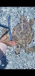 Screenshot_20241216_153516_Gallery